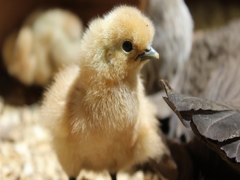 郑州梦见我做试管（花费百万做试管）